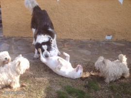 Romeo, Fani, Ofelia, Siny y Lana(mastina)